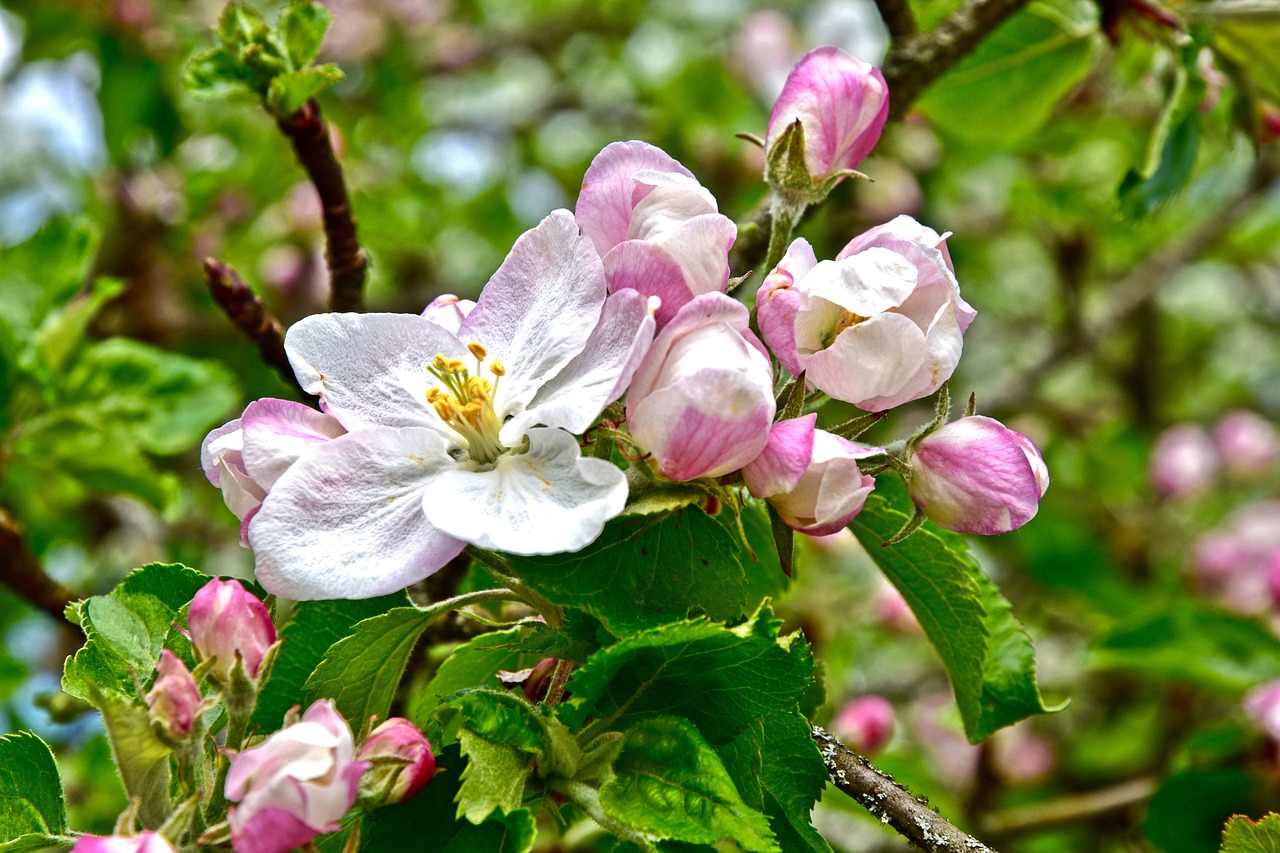 spring blossom bloom free photo