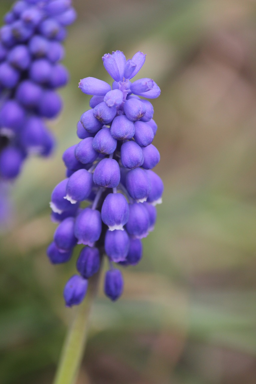 spring flower purple flower free photo