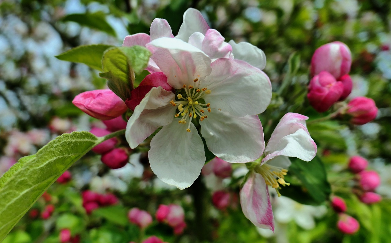 spring flowers plant free photo