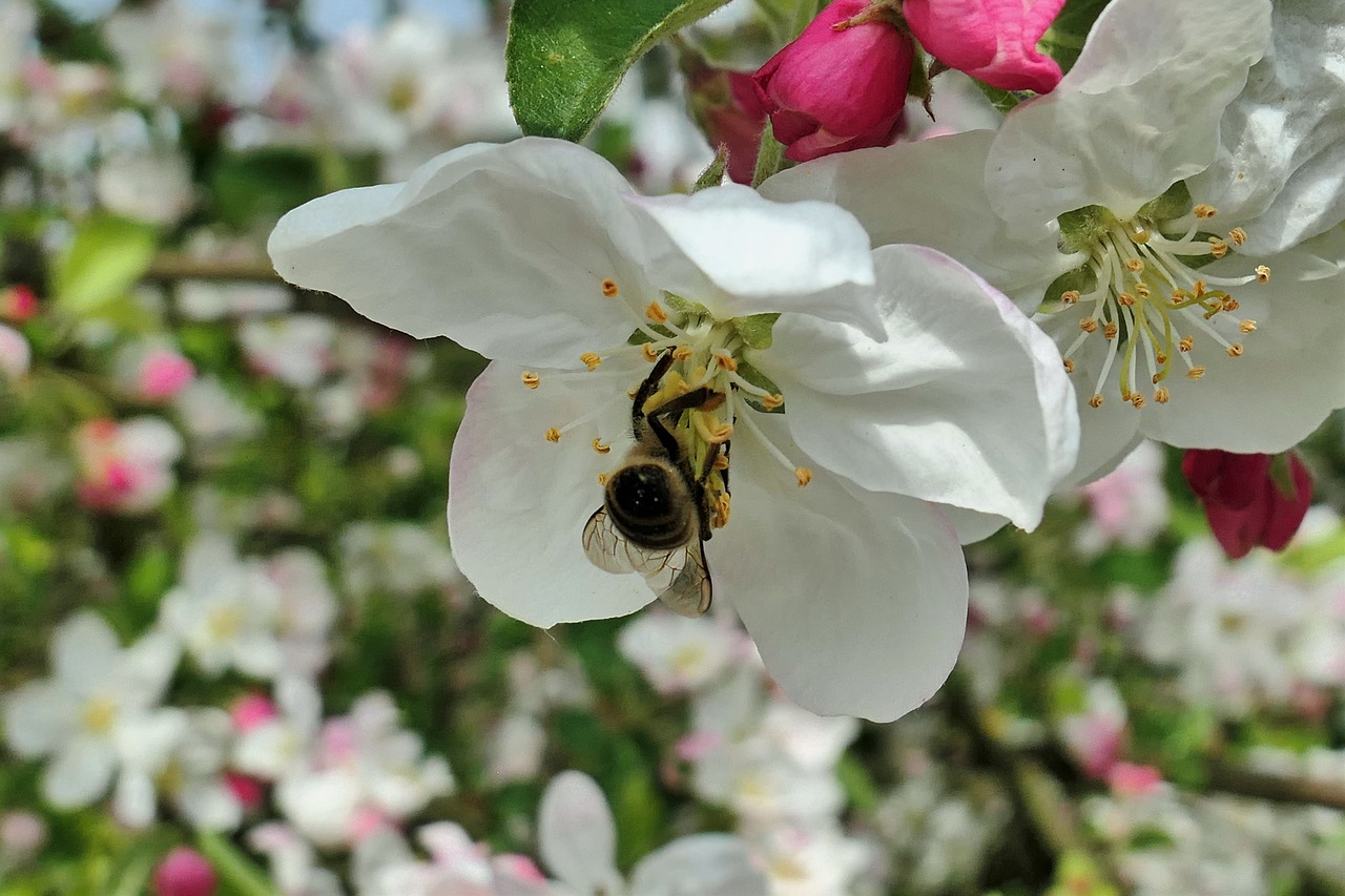 spring hummel flowers free photo