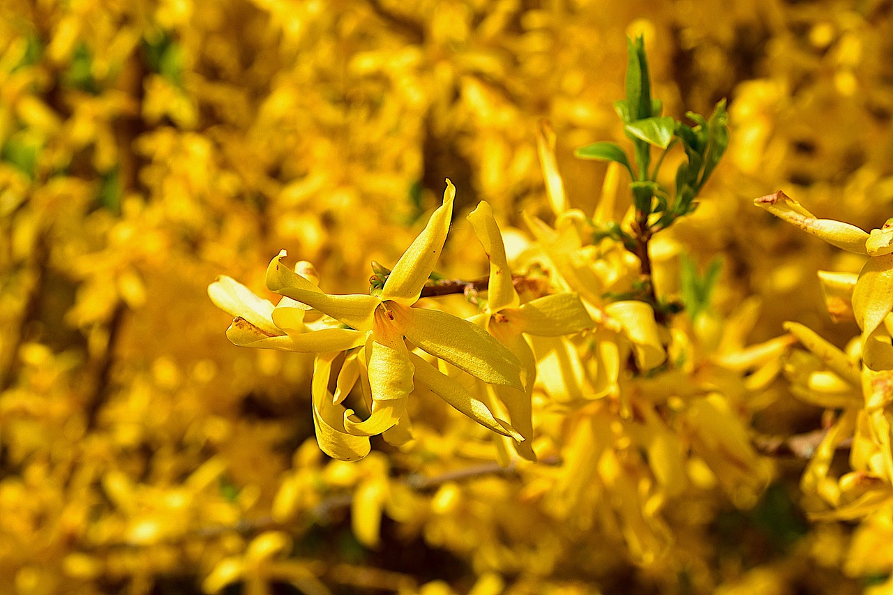 spring ornamental shrub forsythia free photo