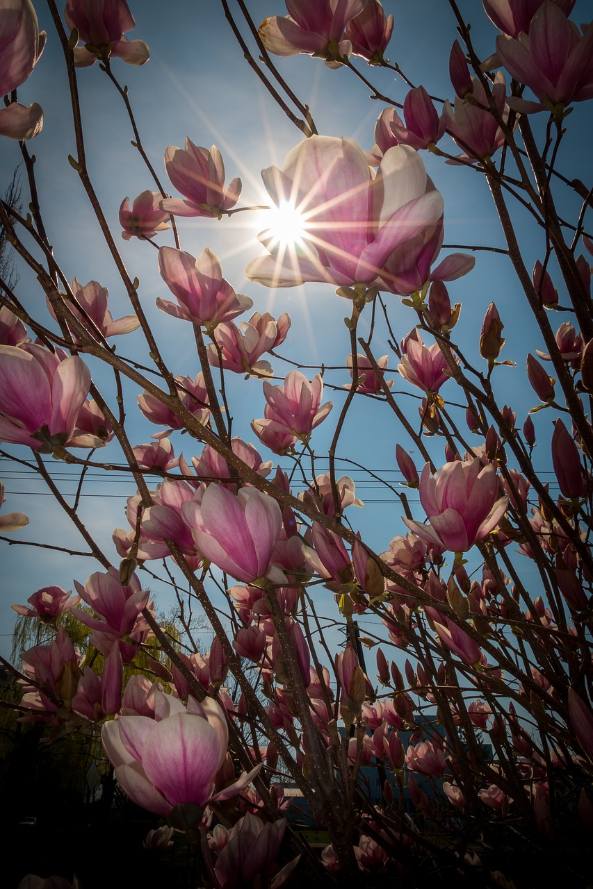 spring magnolia flower free photo