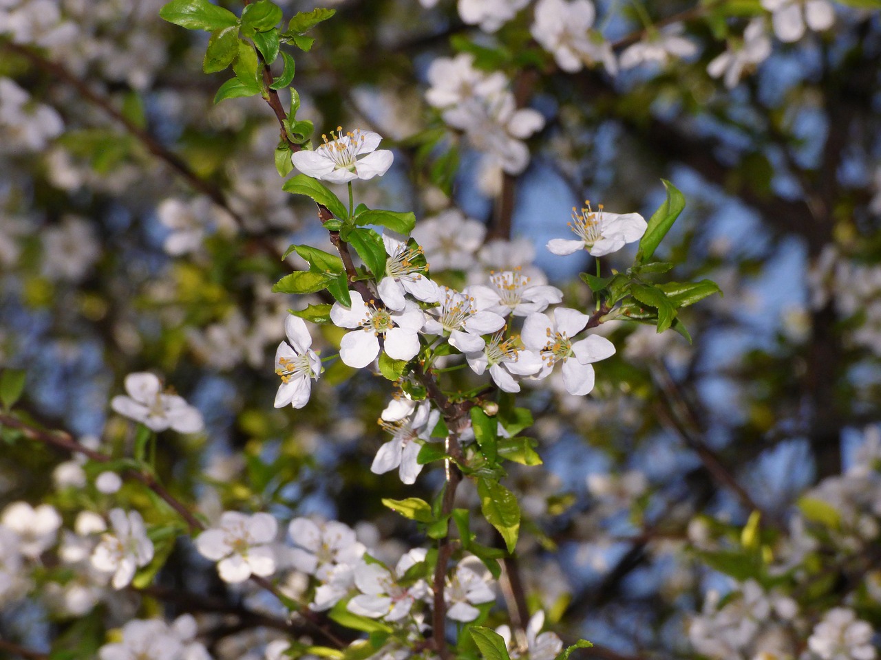 spring trees branch free photo