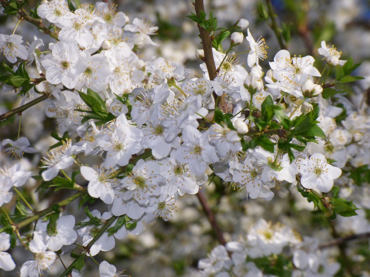 spring trees nature free photo