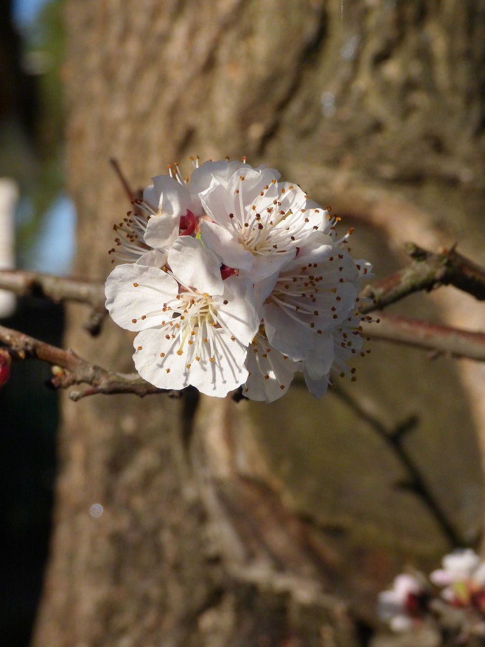 spring branch macro free photo