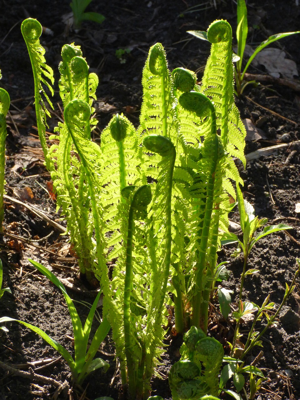 spring fern plant free photo