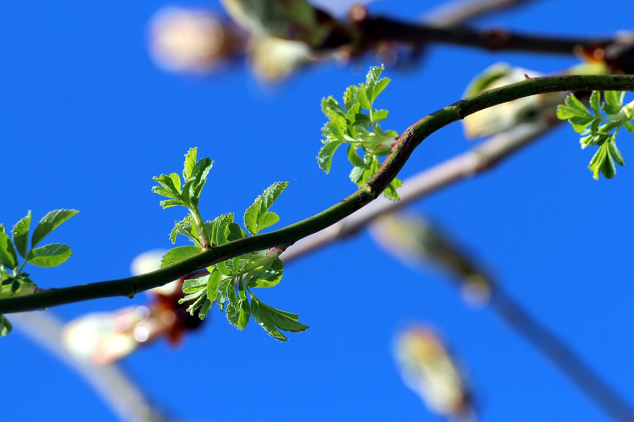 spring nature bloom free photo