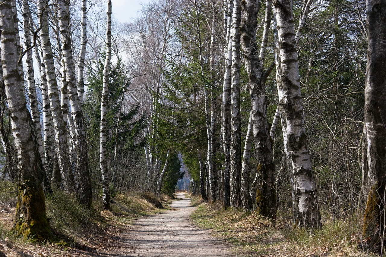 spring away trail free photo