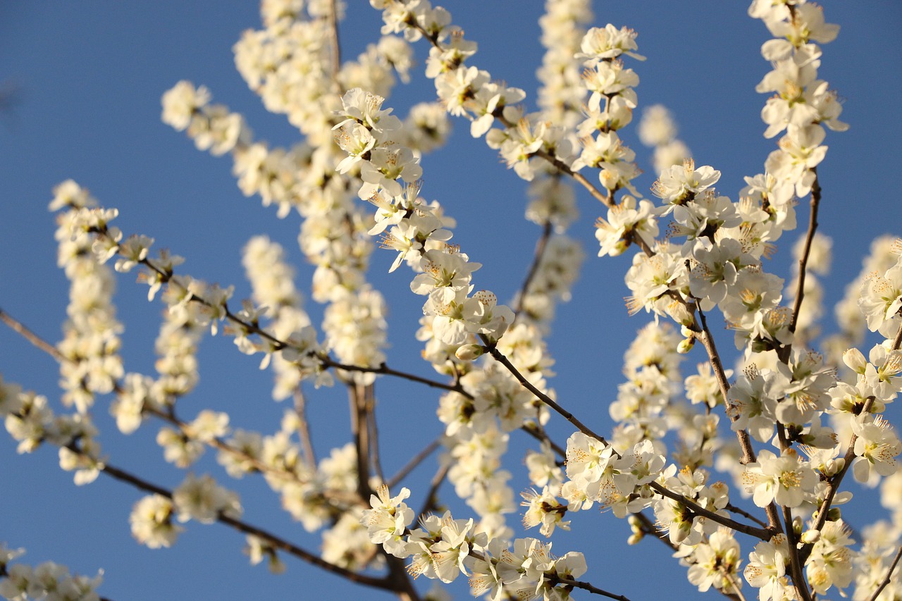 spring the year april pear free photo