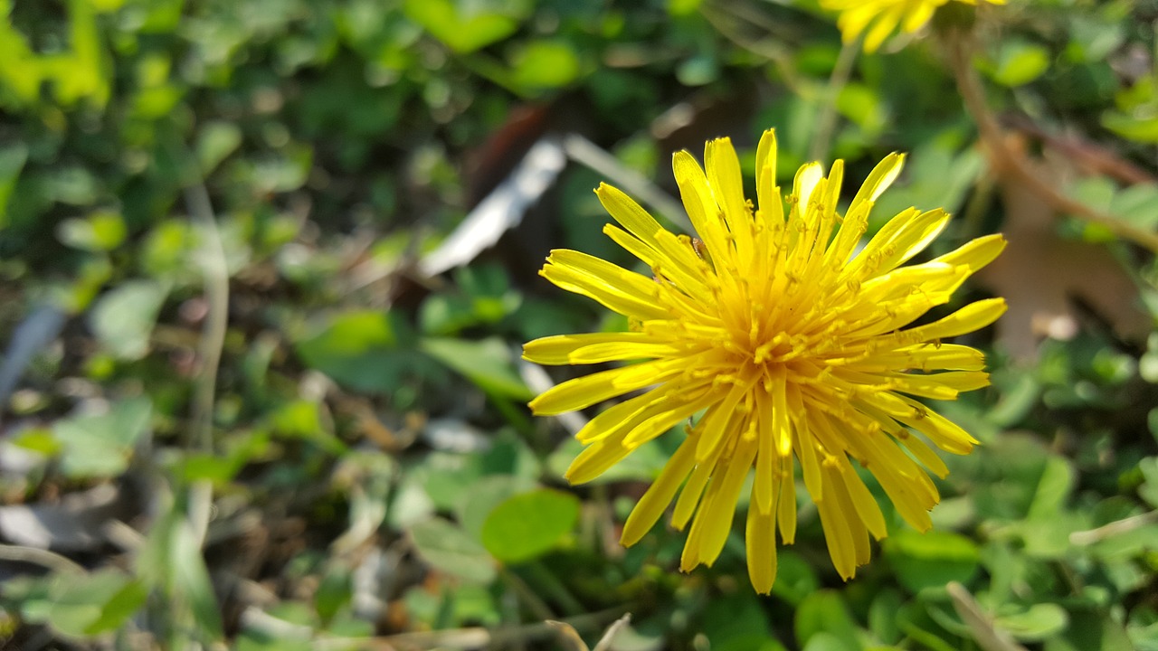 spring flowers dandelion free photo