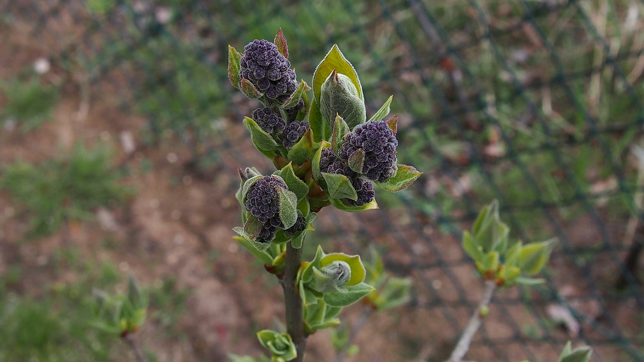 spring bud blooms free photo