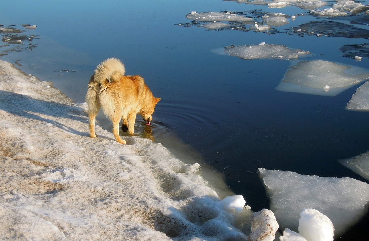 spring the ice is melting dog free photo