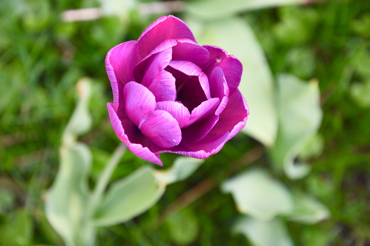 spring purple tulip free photo