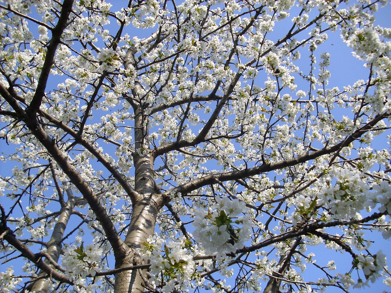 spring blossom bloom free photo