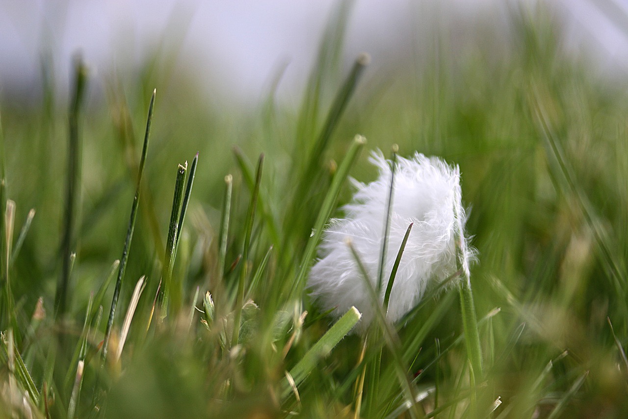 spring grass a feather free photo