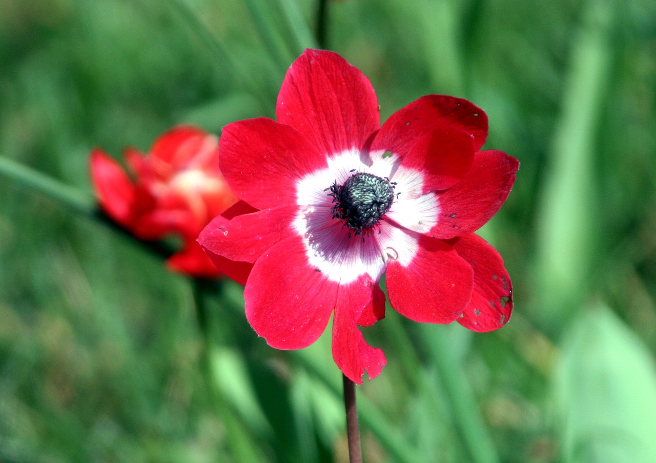 spring flower garden free photo