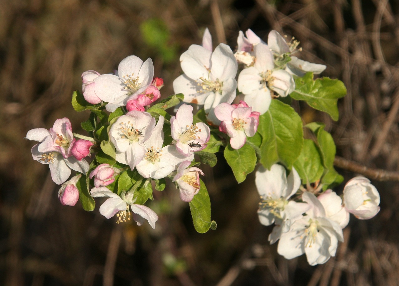 spring flowers tree free photo