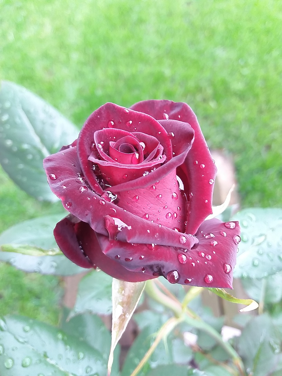spring rosa rain free photo