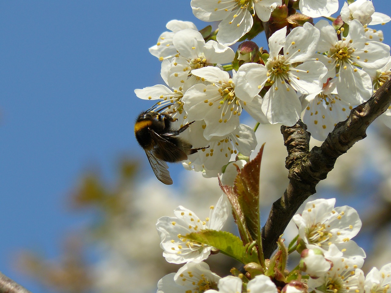 spring flower white free photo