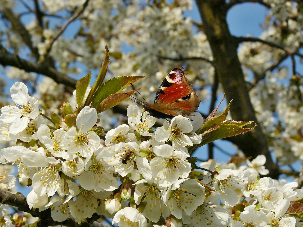 spring flower white free photo