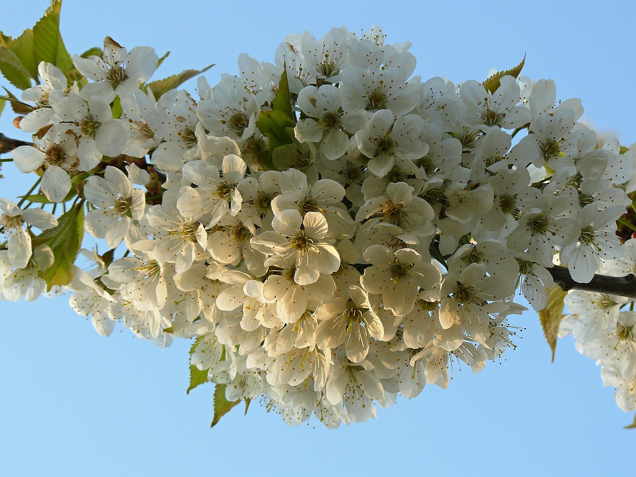 spring flower white flower free photo