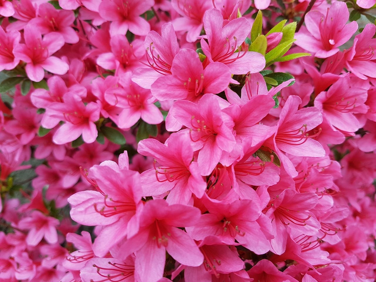 spring pink flower free photo