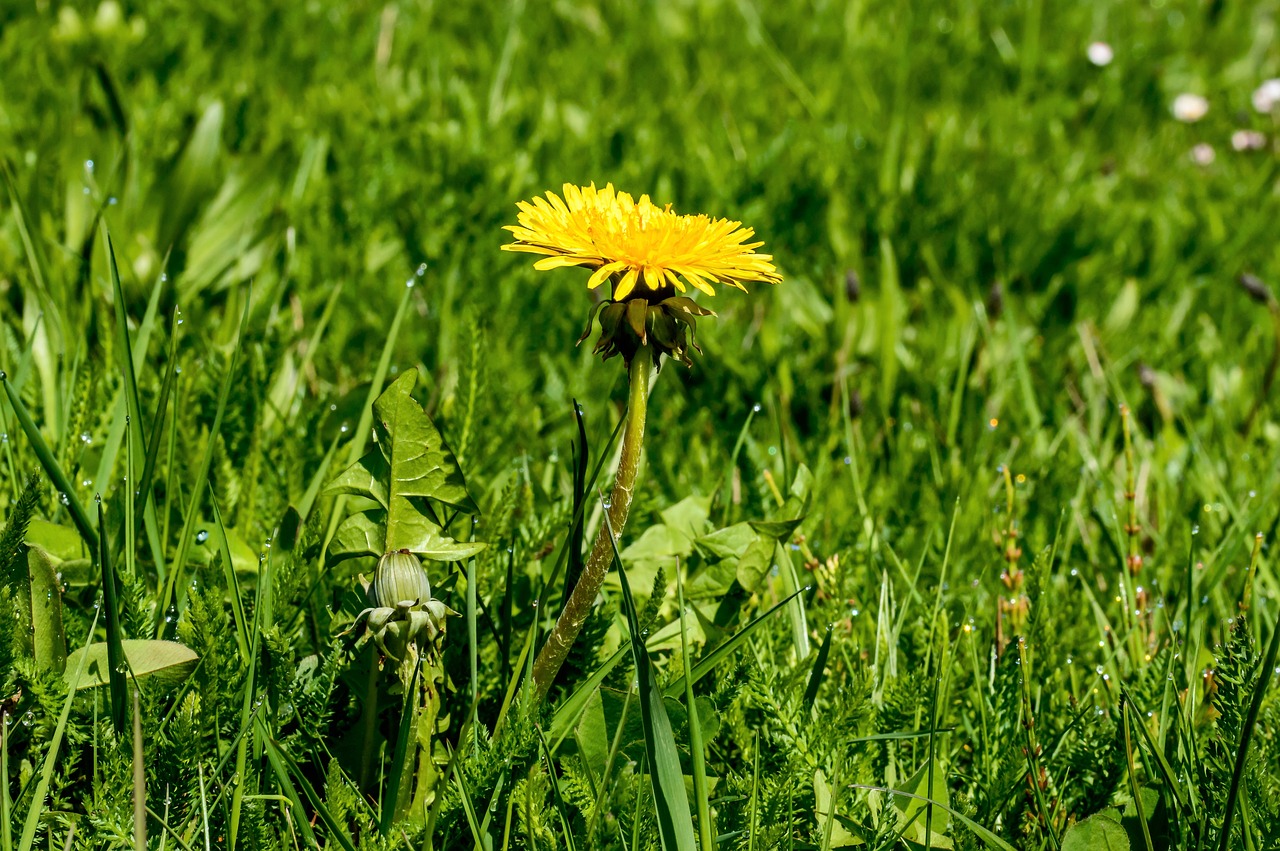 spring spring flower dandelion free photo