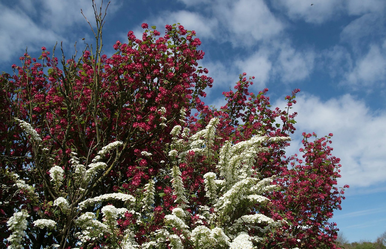 spring flowers garden free photo