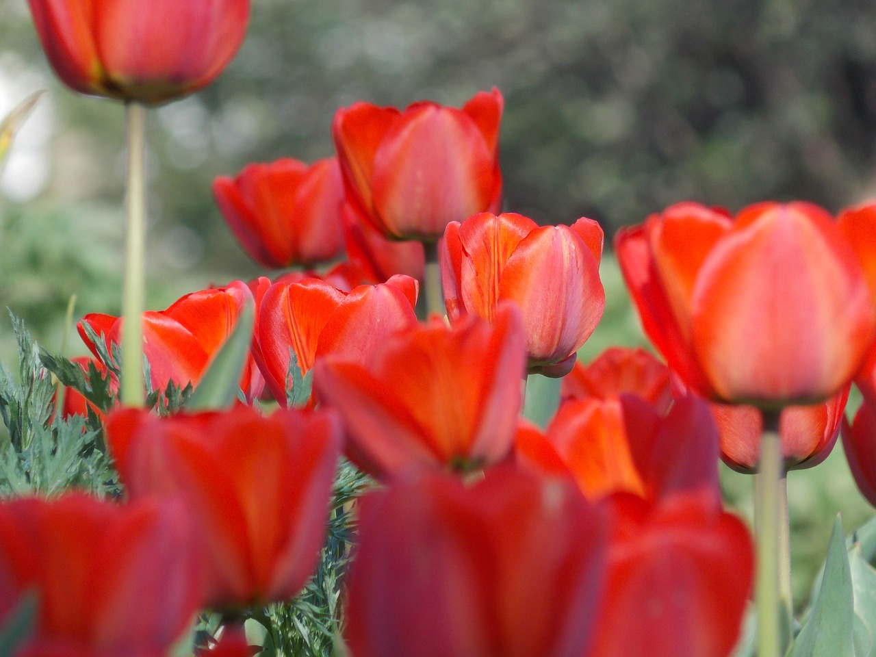 spring tulip spring flowers free photo