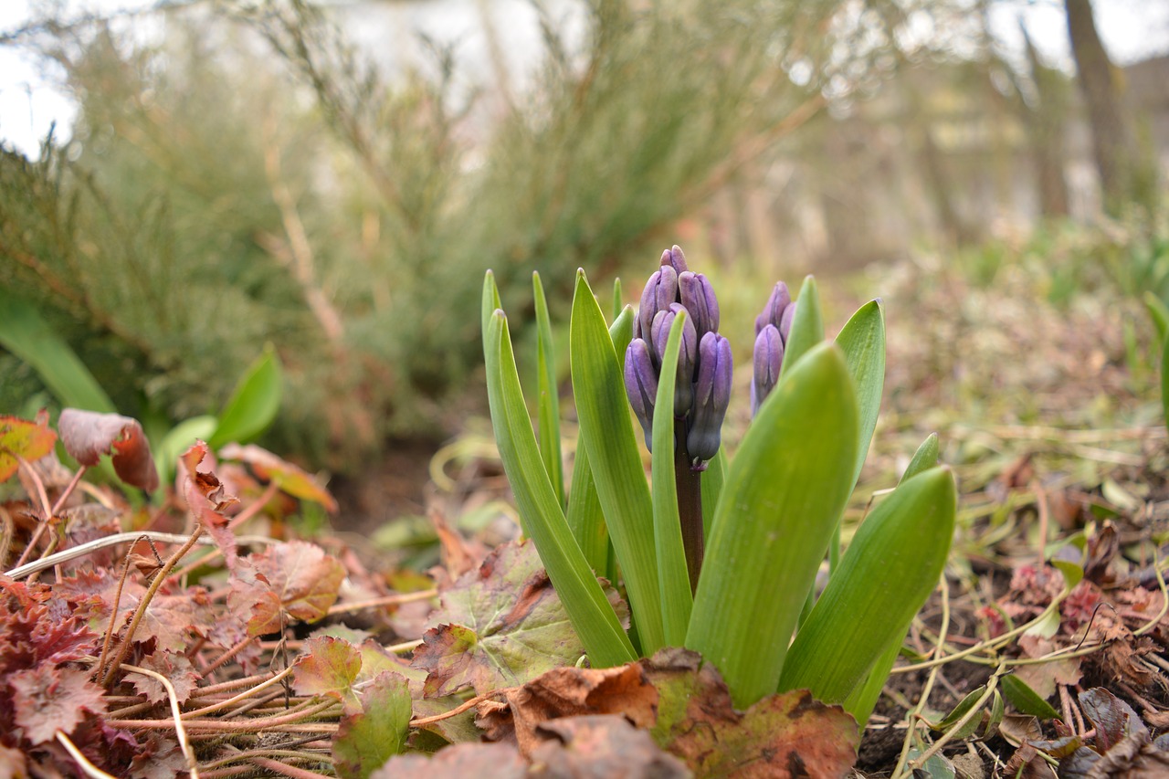 spring flower nature free photo