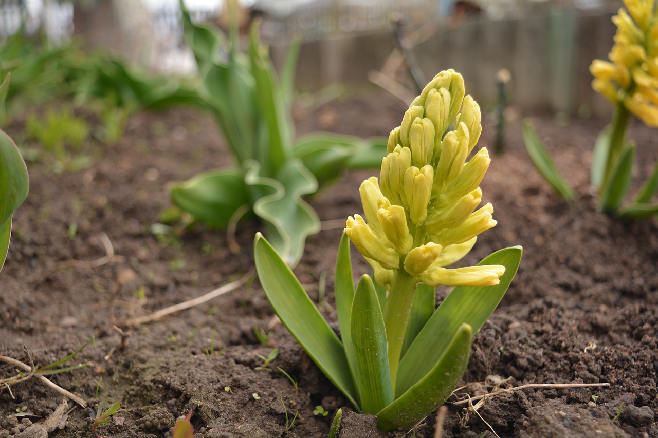 spring flower nature free photo