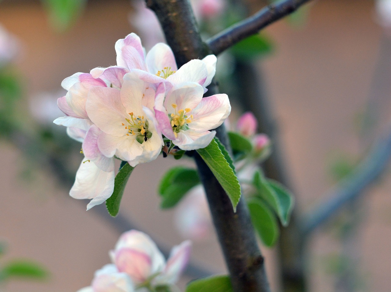 spring apple tree bloom free photo