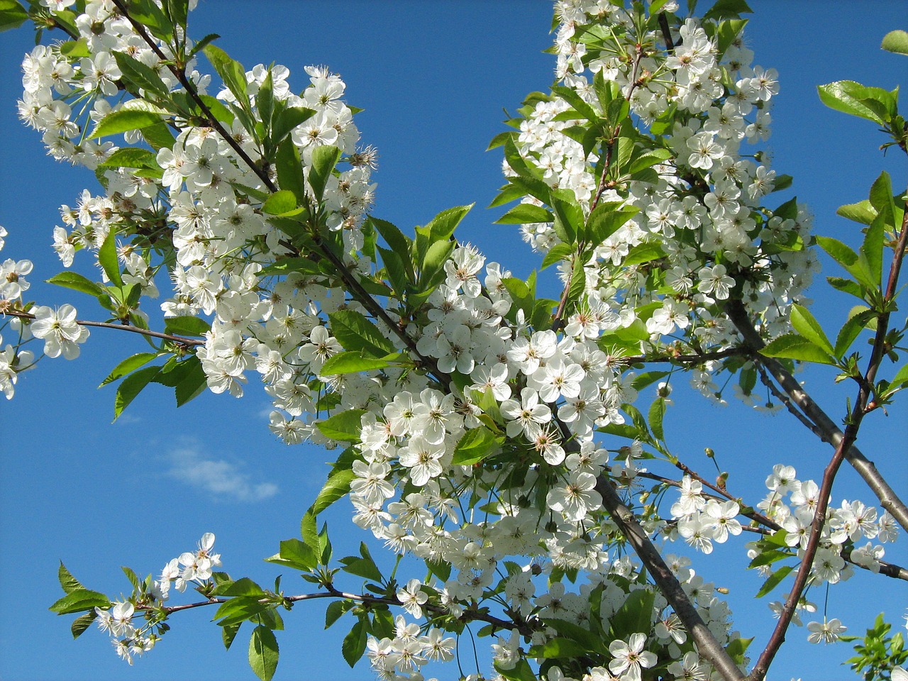 spring cherry bloom free photo