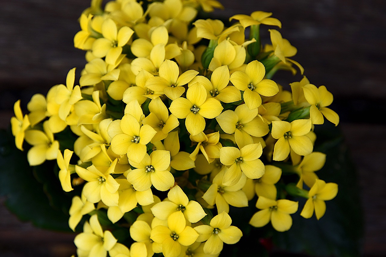 spring flowers kalanchoe free photo