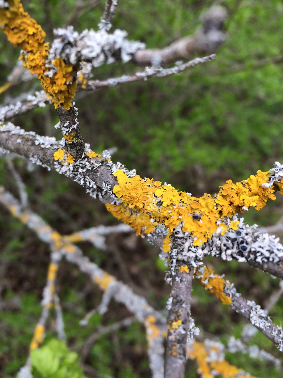 spring lichen branch free photo