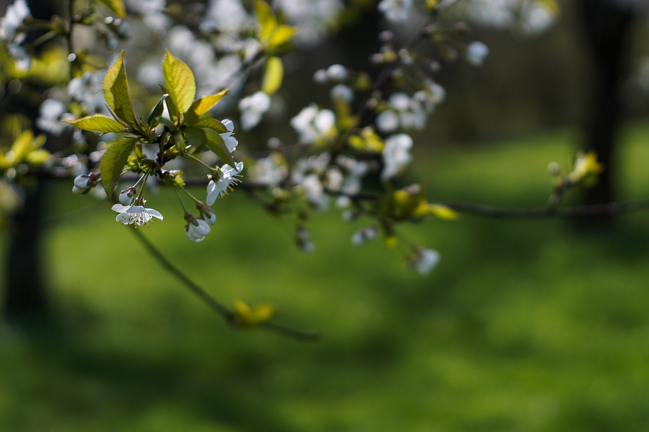 spring tree flowering free photo