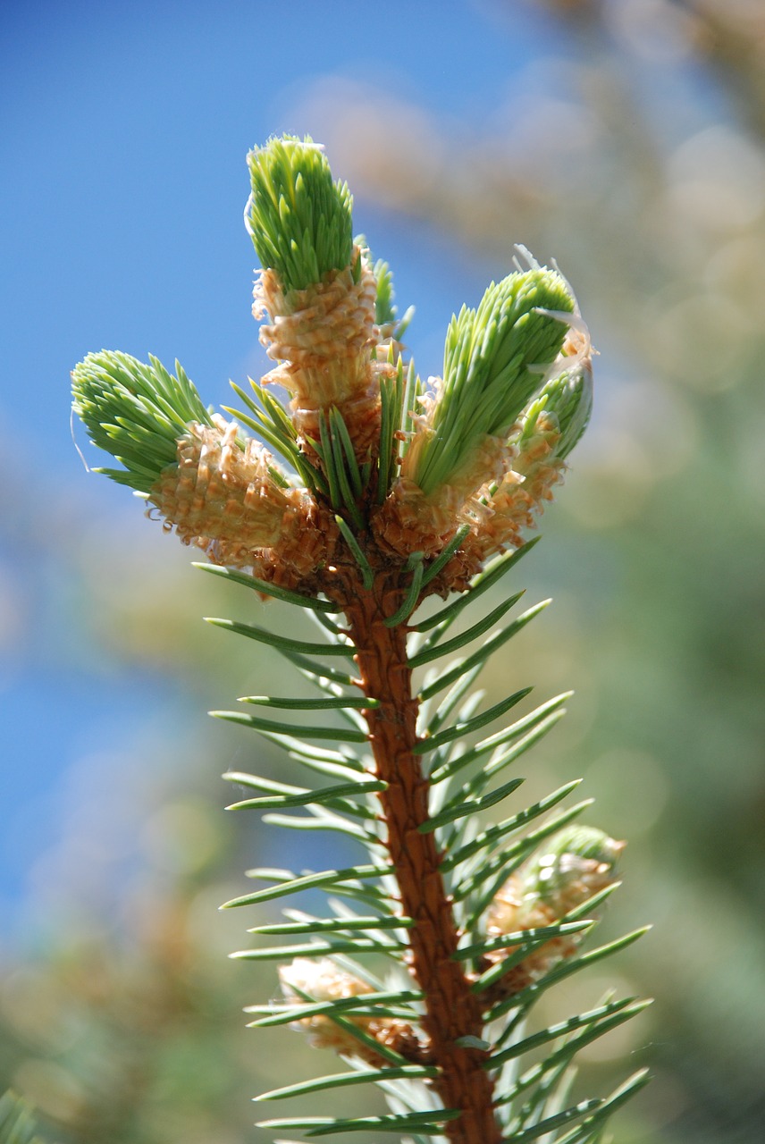 spring spruce the puck free photo