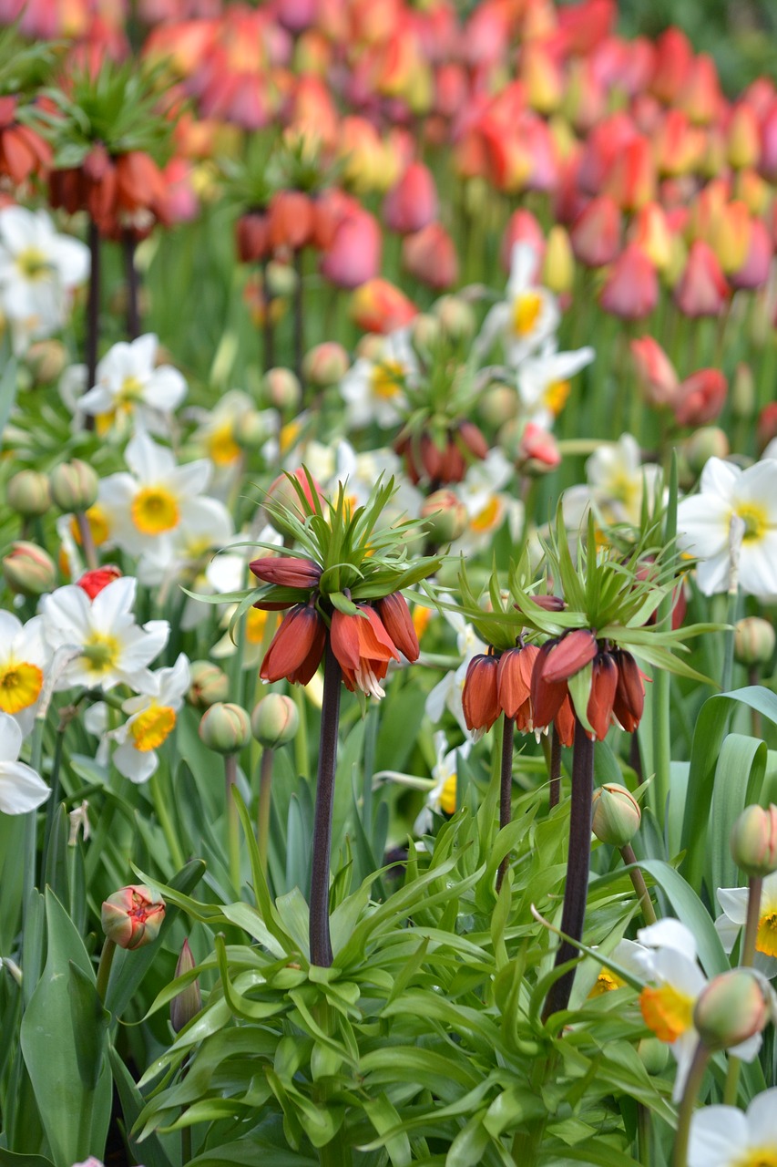 spring sea of flowers flowers free photo