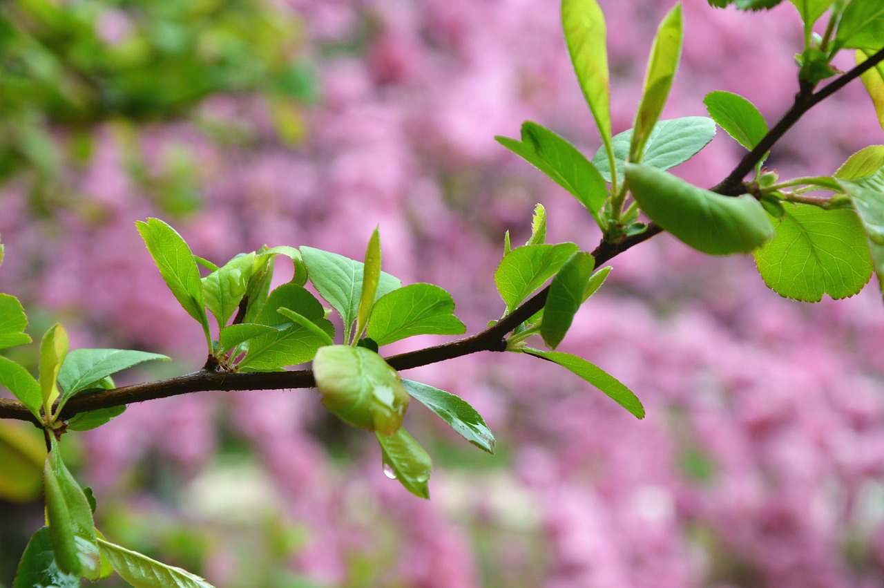 spring grand green shoots free photo