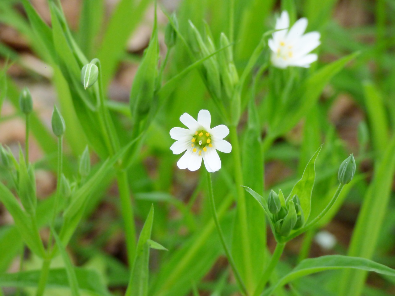 spring forest flowers free photo