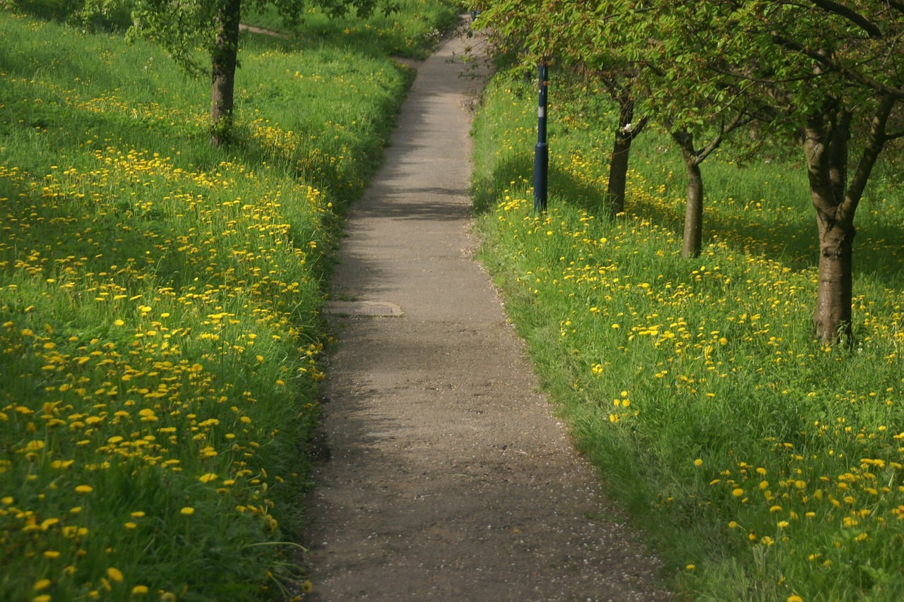 spring path dandelions free photo
