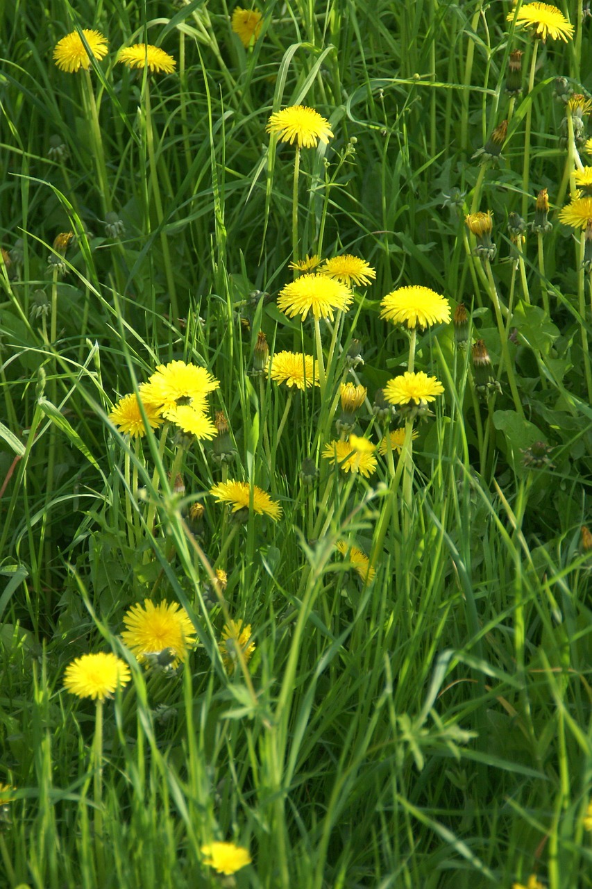 spring flower dandelion free photo