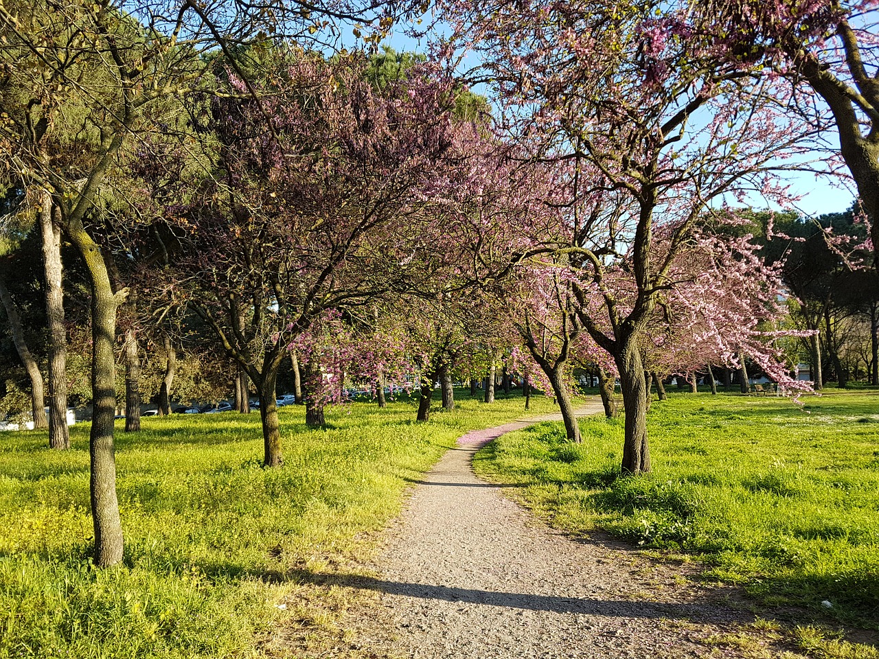 spring bloom tree free photo