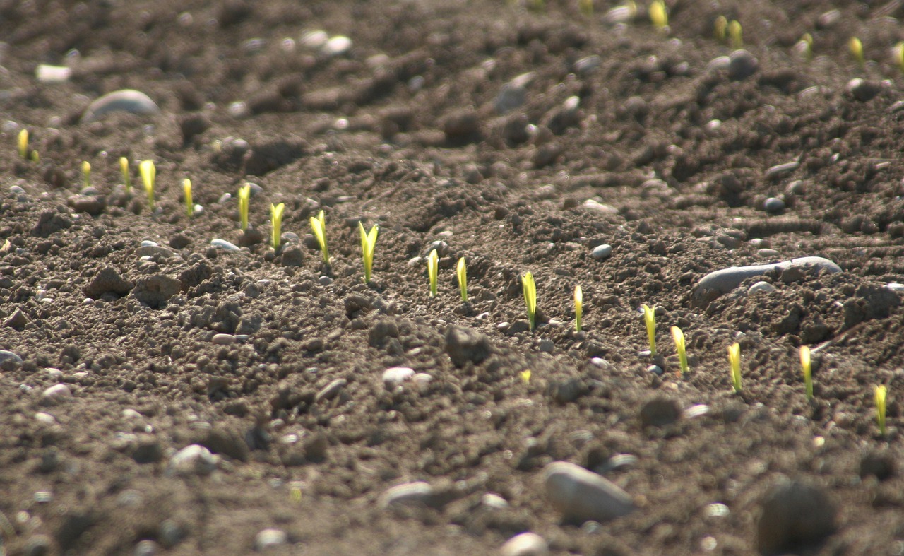 spring culture corn free photo