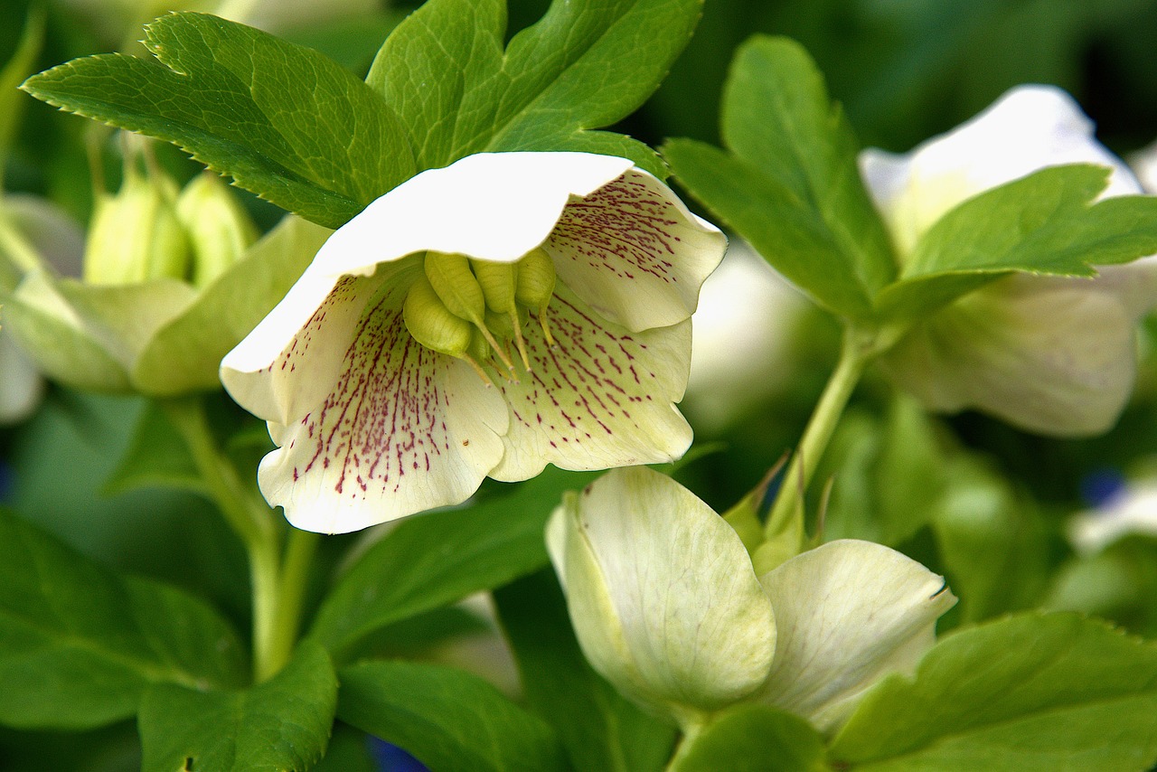 spring flower white free photo