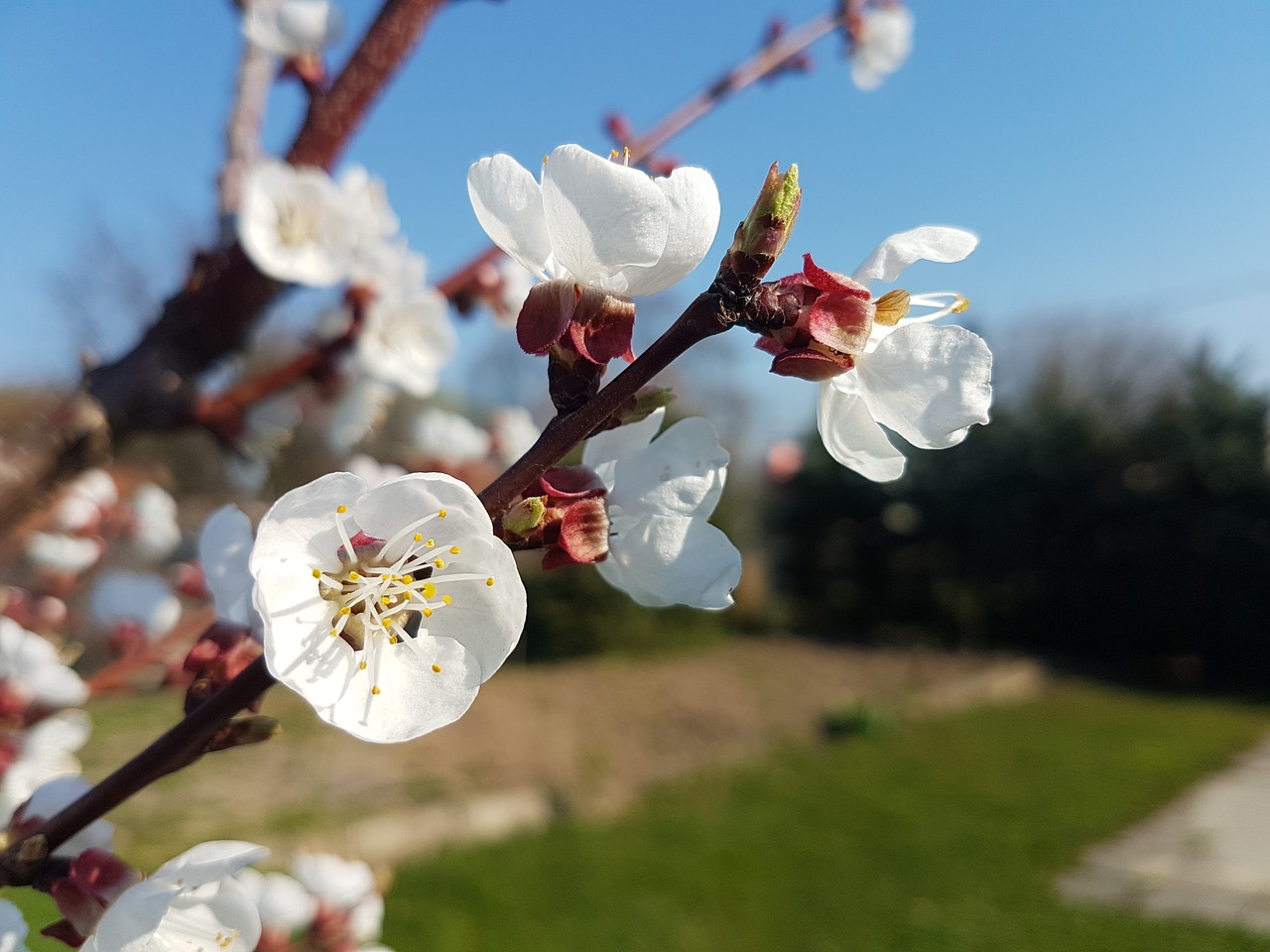 spring flower nature free photo