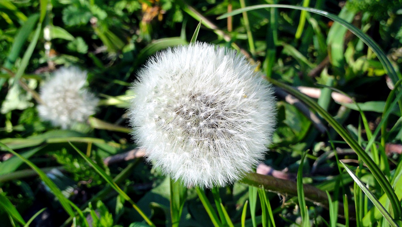 spring dandelion the sun free photo