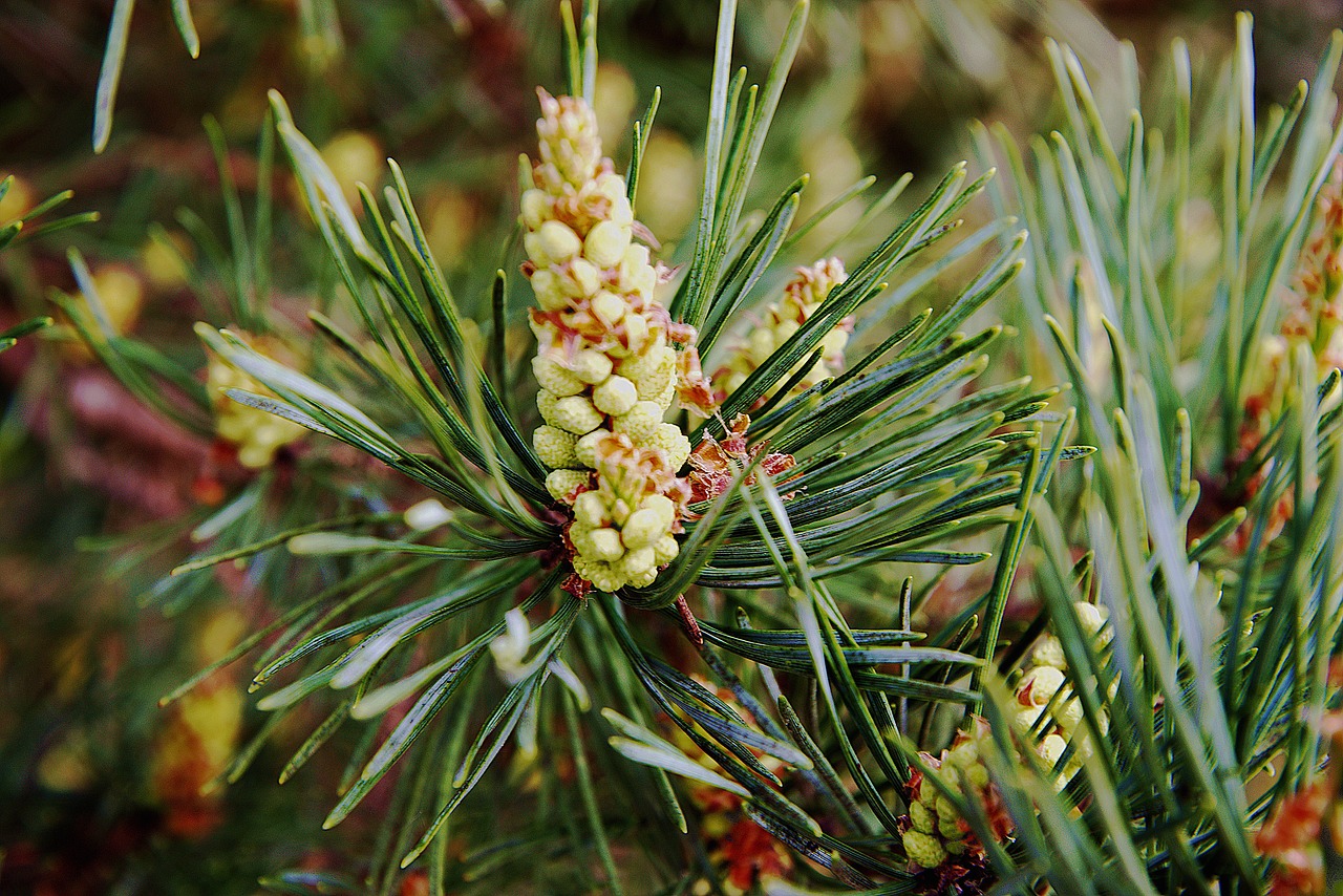 spring conifer flowers free photo