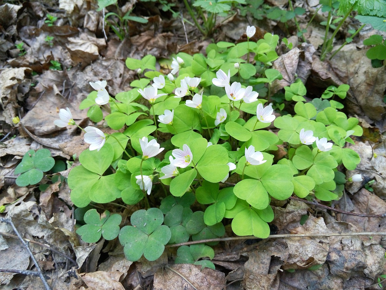 spring nature flowers free photo