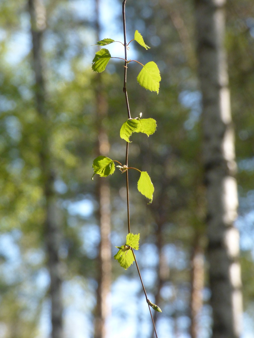 spring branch tree free photo